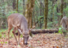 Trump Executive Order Favoring Hunters